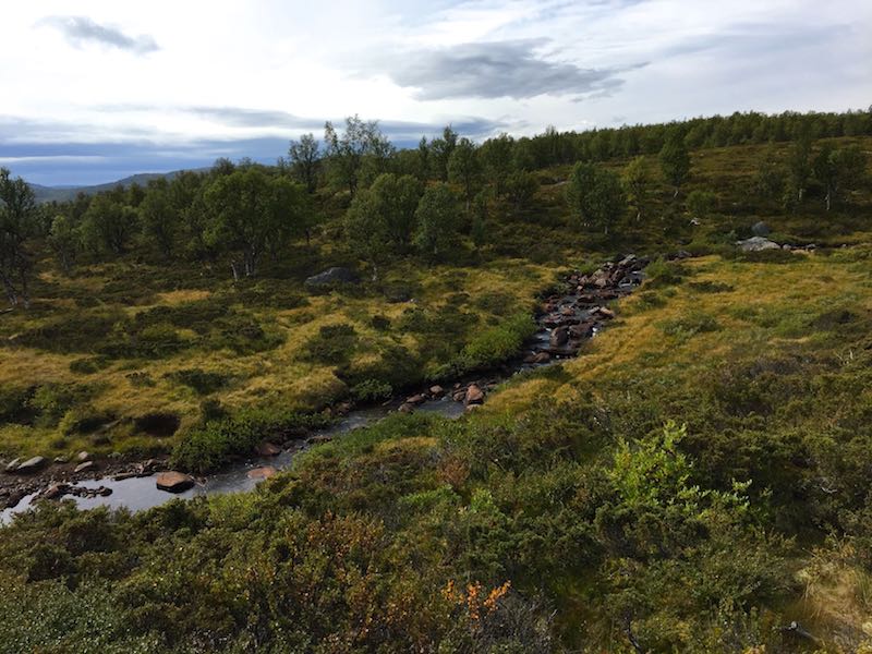 Image of natural river flowing among bushes and trees taken in Norway's Langusa National Park.