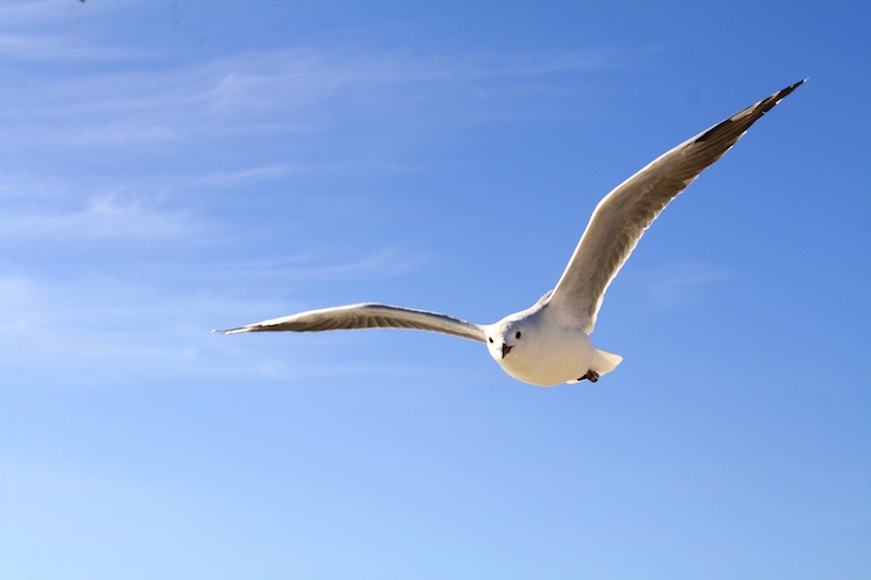 Image showing white flying gull with open wings and blue sky in the background
