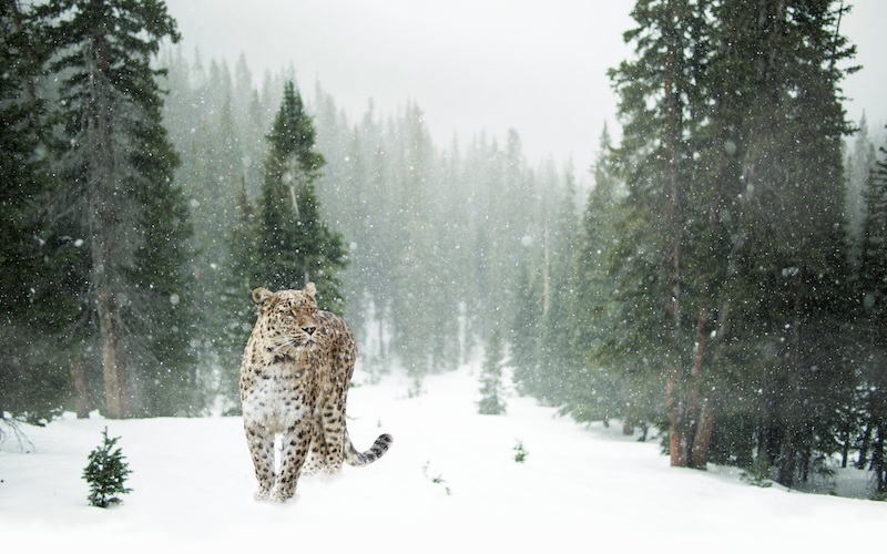 Image of leopard walking in the snow in a forest showing the sadness and the feeling of being out of place